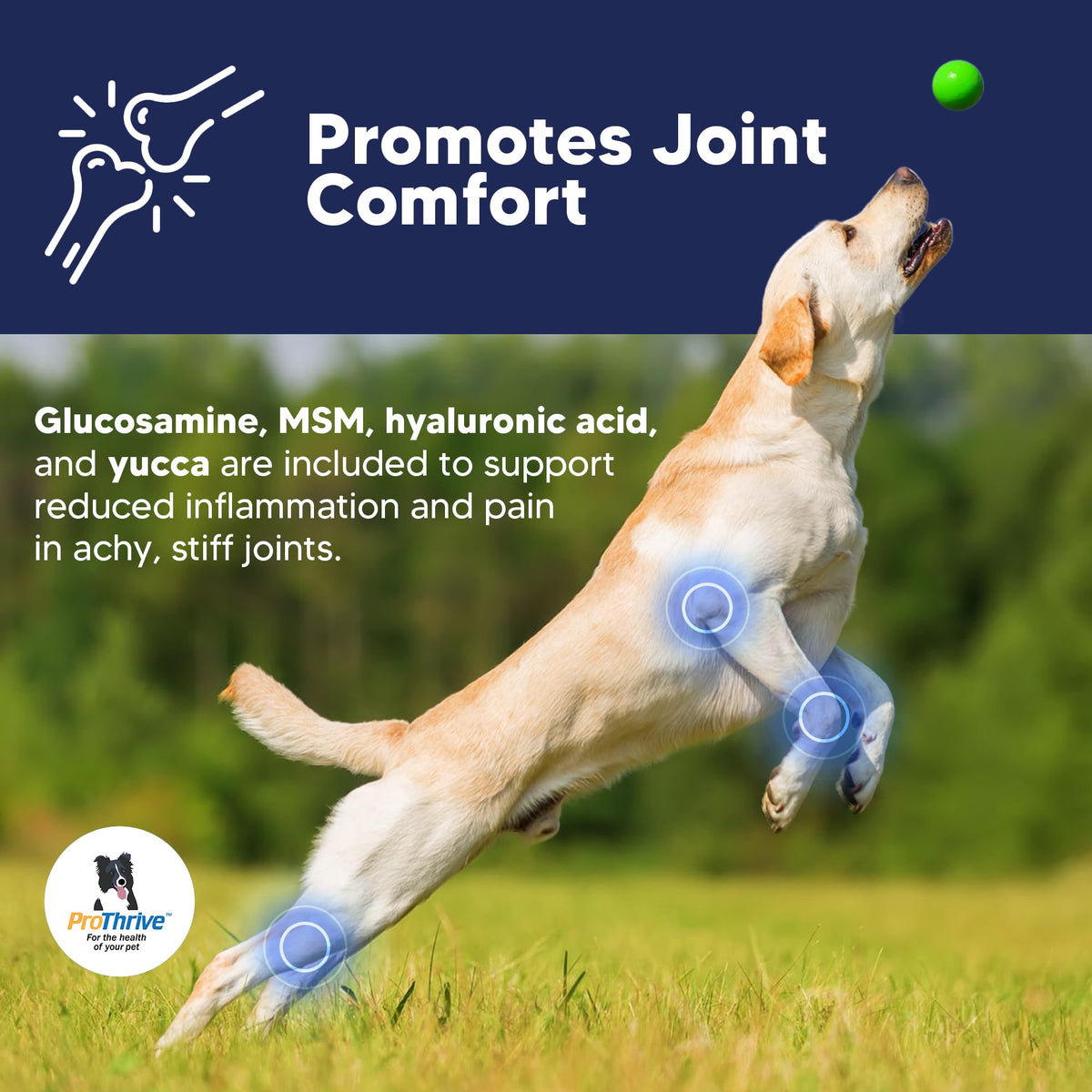 12 Oz Senior Dog Digestive & Joint Supplement L995