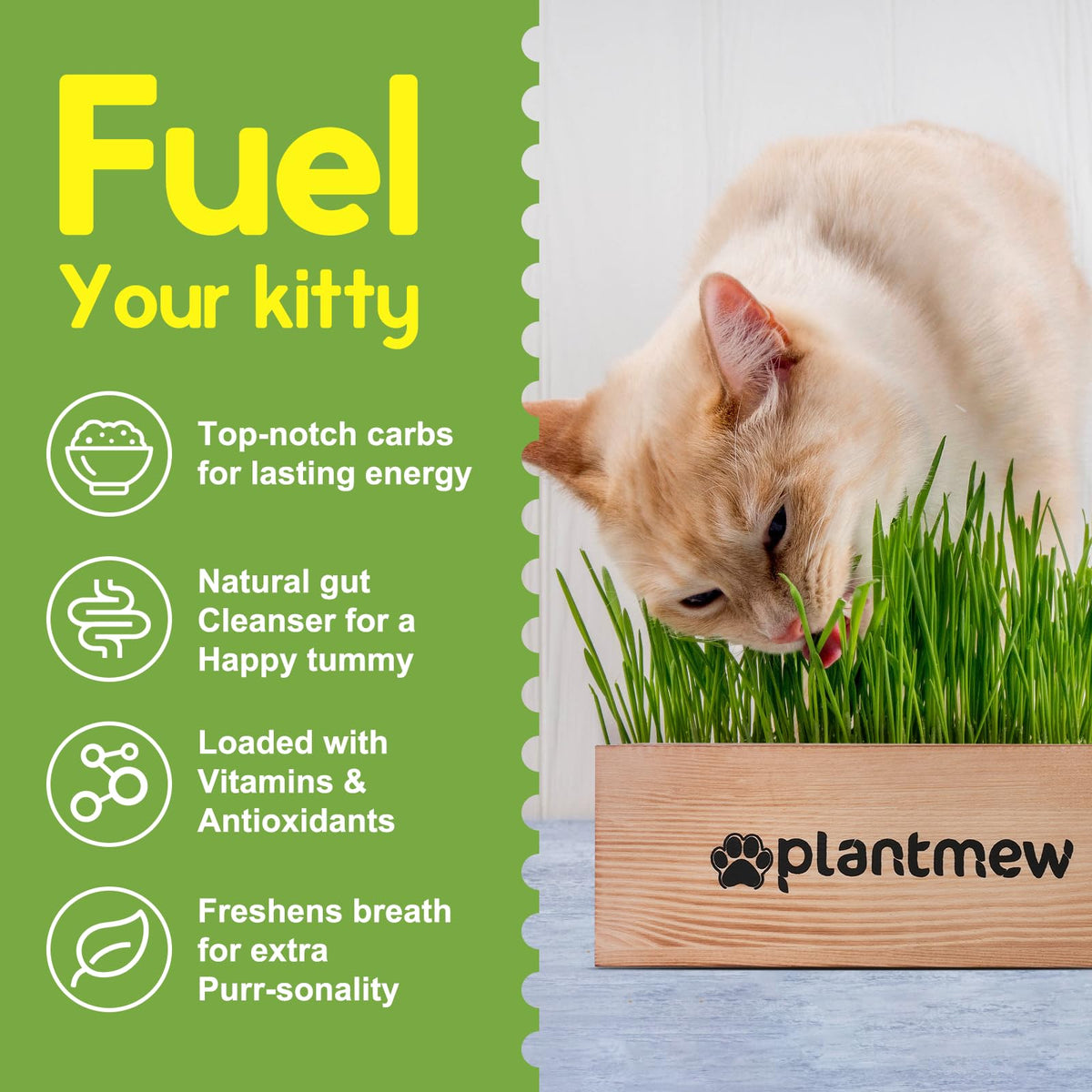 Cat Grass Kit with Seeds, Soil & Planter Pots T66213