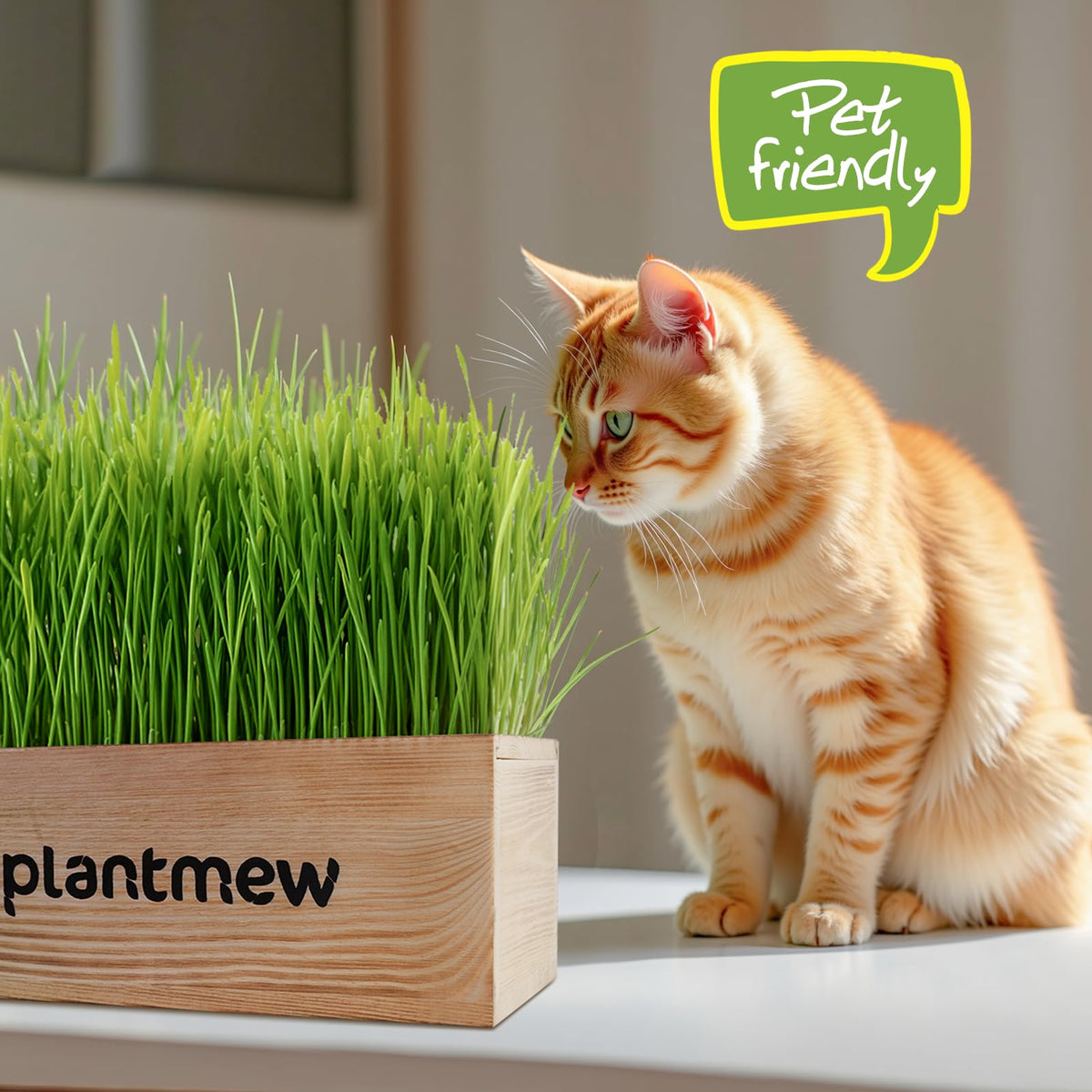 Cat Grass Kit with Seeds, Soil & Planter Pots T66213