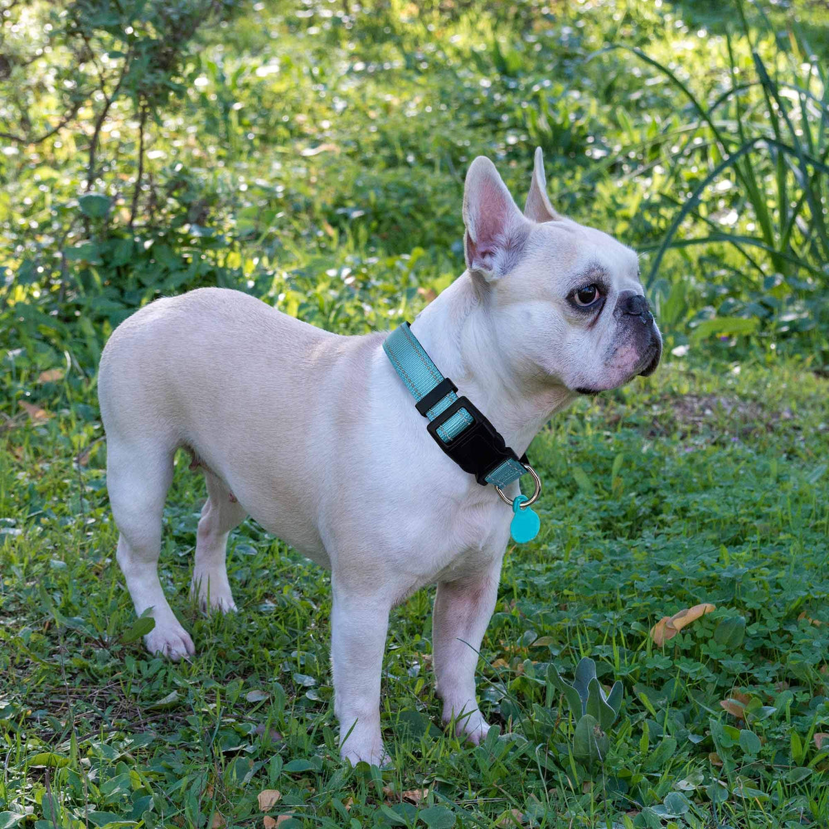 Reflective Padded Dog Collar with Neoprene, Medium, Turquoise Y12226