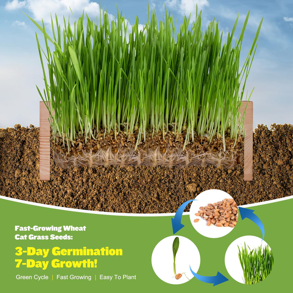 Cat Grass Kit with Seeds, Soil & Planter Pots T66213
